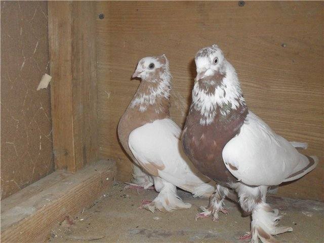 Андижанские голуби 142922_m