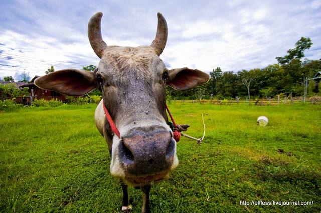 VFL.RU - ваш фотохостинг