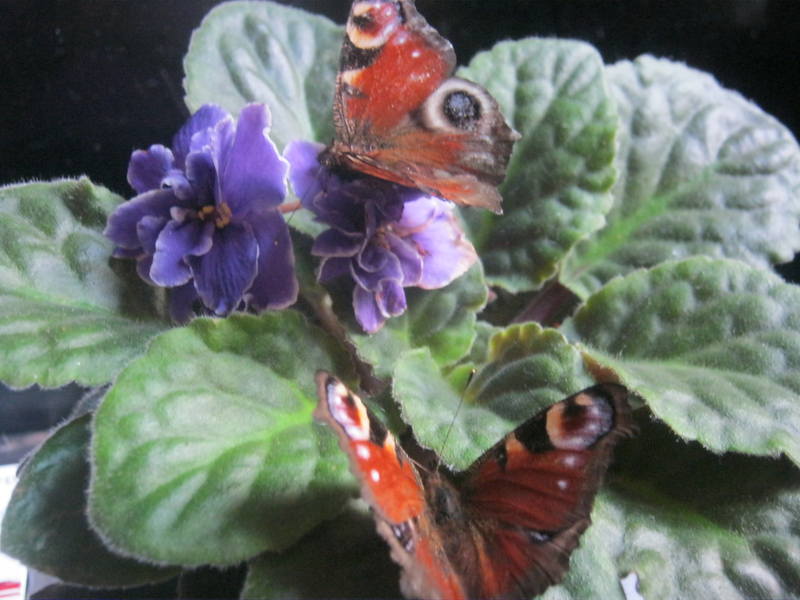 фиалки и бабочки