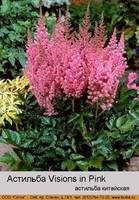 астильба2