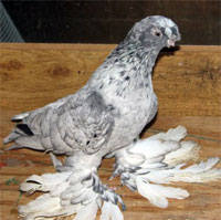 Масти узбекских голубей. Фото с названием 149483_m