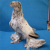 Масти узбекских голубей. Фото с названием 149501_m