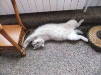 Копия фуджи3-2 050