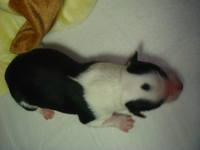 VFL.RU - ваш фотохостинг