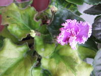 Рози усл 1793