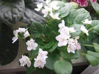 Milky Way Trail 1699