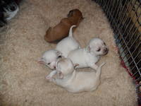 VFL.RU - ваш фотохостинг