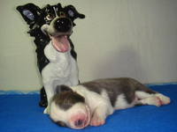 VFL.RU - ваш фотохостинг