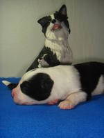 VFL.RU - ваш фотохостинг