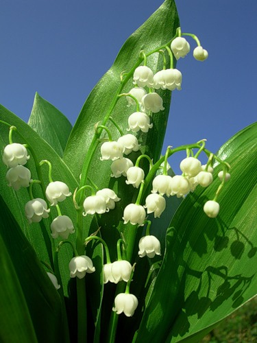 ЛандышиСтоят