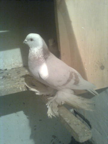 Бойные  голуби  Туркмении - Страница 19 228178_m