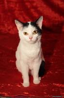 VFL.RU - ваш фотохостинг