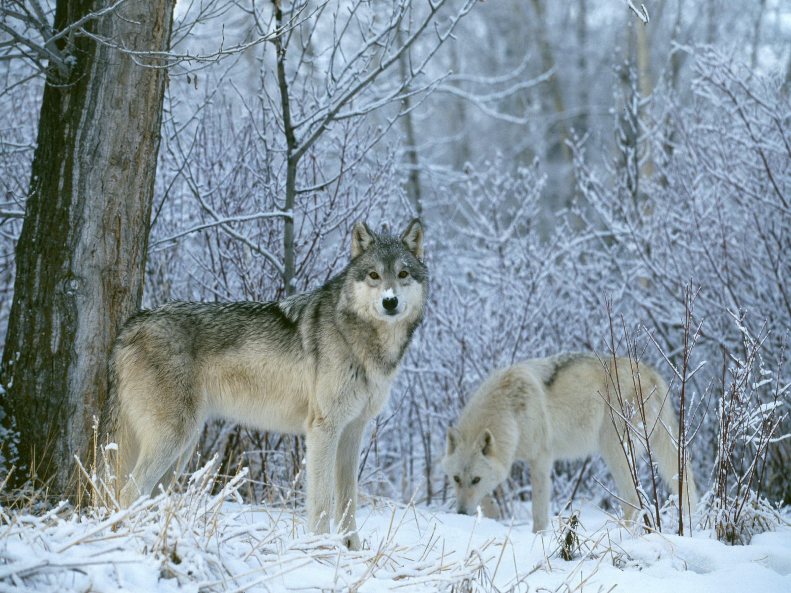 winter-wolfes