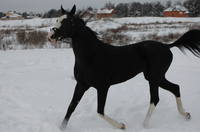 VFL.RU - ваш фотохостинг