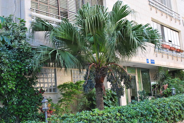 Израиль на неделю.