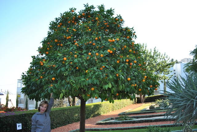 Израиль на неделю.