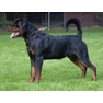 Nero-von-der-S%FCdpfalz-----q-Pm9ve0AfFnZtk1Ni0iP9bXvmE08sp86X1ZUdEwV6c,