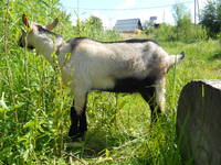 VFL.RU - ваш фотохостинг