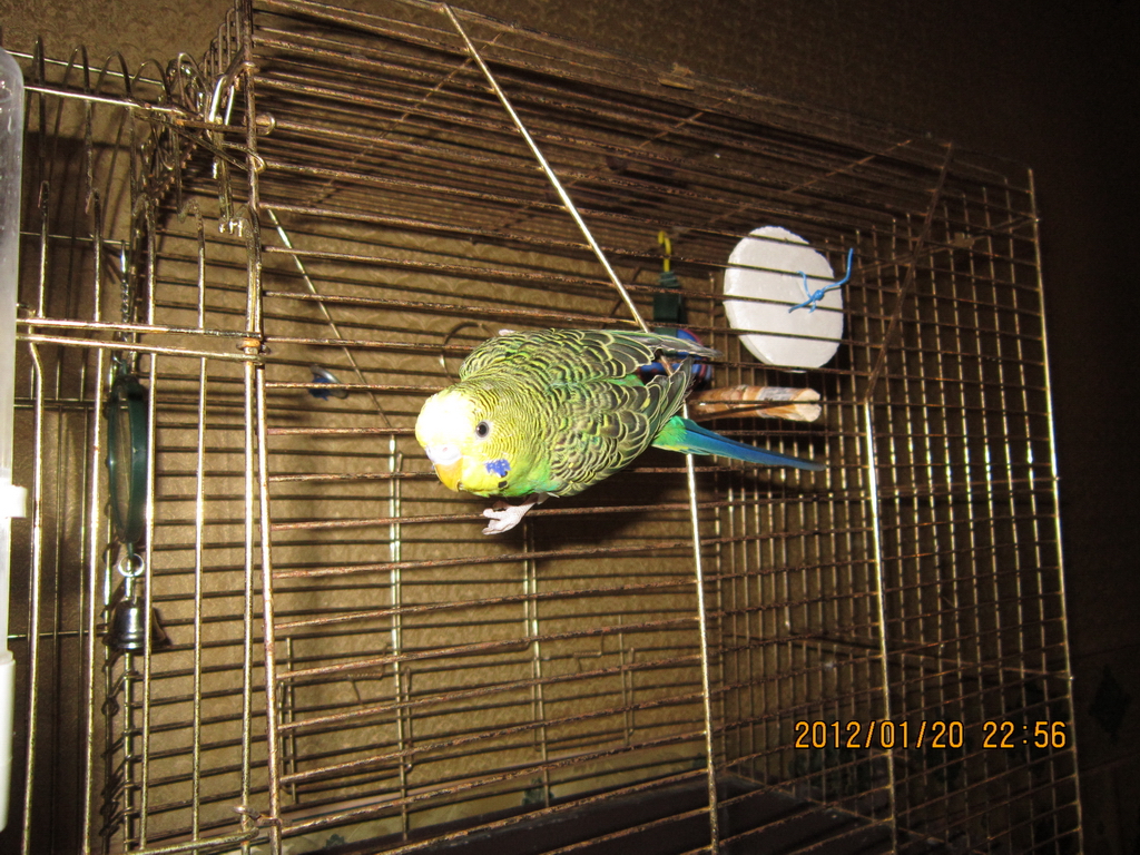 волны и синицы (2)