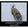 Кот