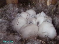 Кролики Калифорнийцы.