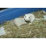 бри4