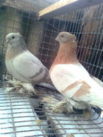 Чубарики поясные