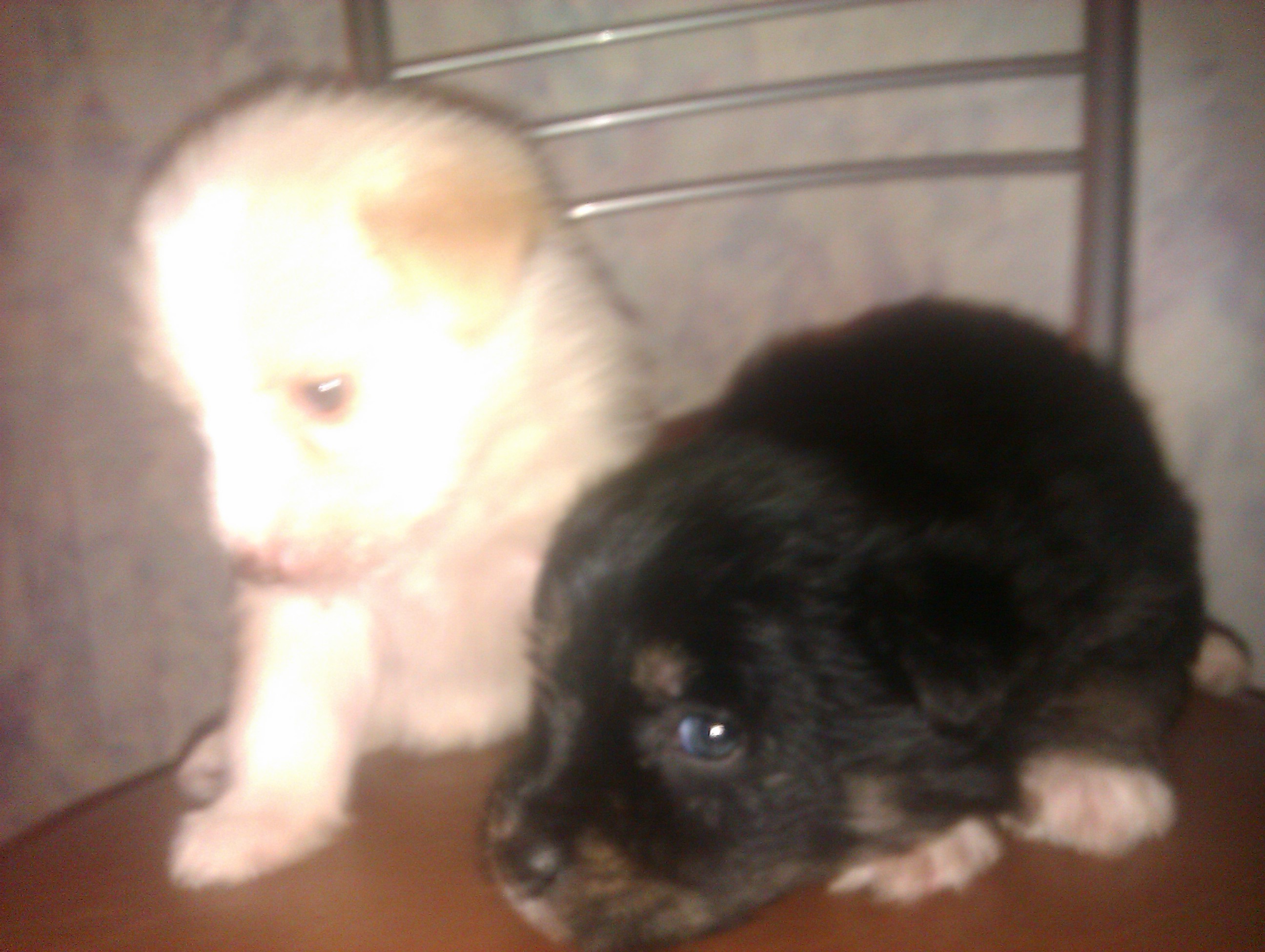 фото с телефона 218