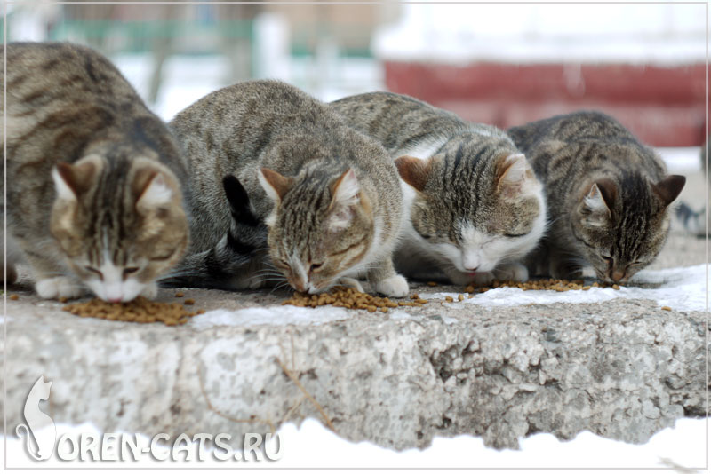 Кормление бездомных кошек