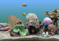 SereneScreen Marine Aquarium v3.2.6025 + Portable SereneScreen Marine Aquarium v3.2.6025 + Portable
