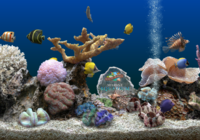 SereneScreen Marine Aquarium v3.2.6025 + Portable SereneScreen Marine Aquarium v3.2.6025 + Portable
