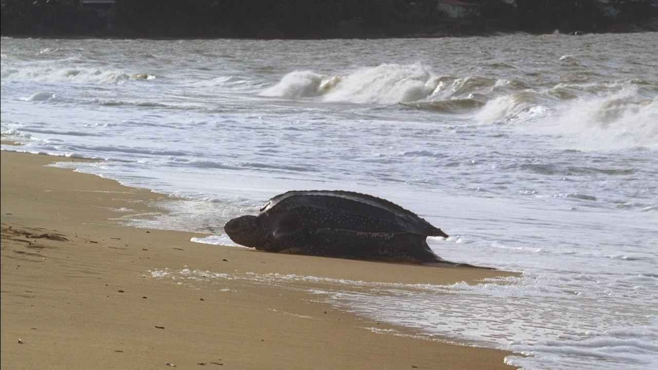 Kingdom.of.the.Oceans.Ep02.2011.720p.BluRay.Rus.Fre.HDCLUB.mkv snapshot 19.39 [2012.03.05 17.00.14]