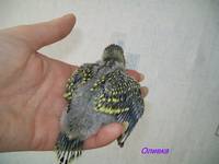 VFL.RU - ваш фотохостинг