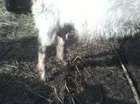 VFL.RU - ваш фотохостинг