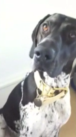 VFL.RU - ваш фотохостинг