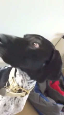 VFL.RU - ваш фотохостинг