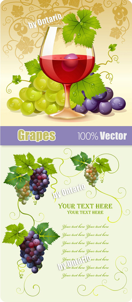 Grapes in Vector