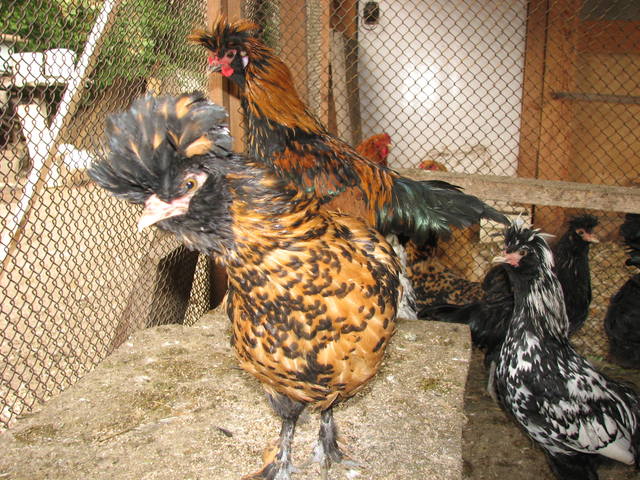 Принимаю заказы на цыплят породных кур, утят, гусят на май 417251_m
