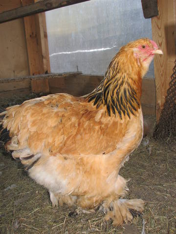 Принимаю заказы на цыплят породных кур, утят, гусят на май 417576_m
