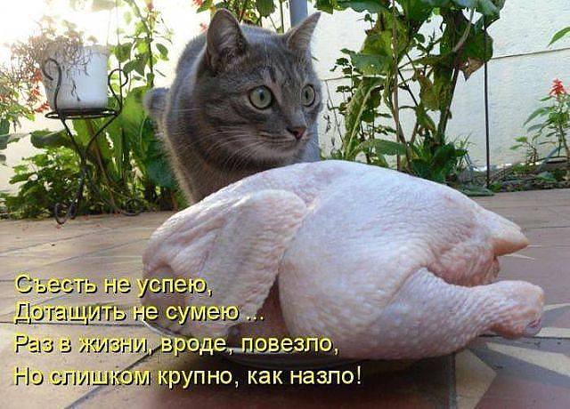 кот