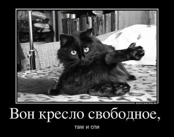 кот2