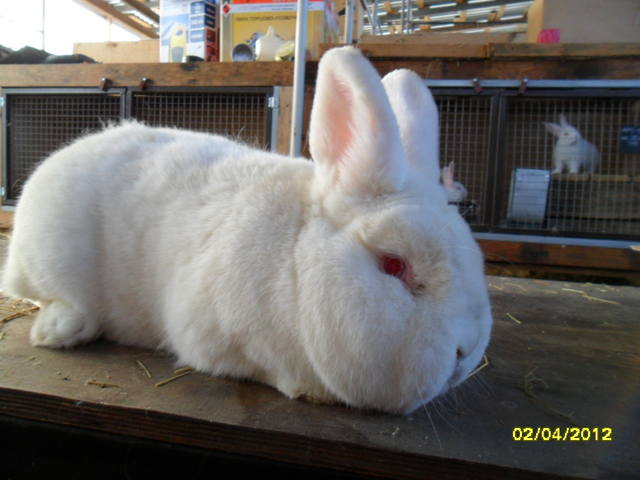 Кролик породы Новозеландский Белый. - Страница 4 455059_m