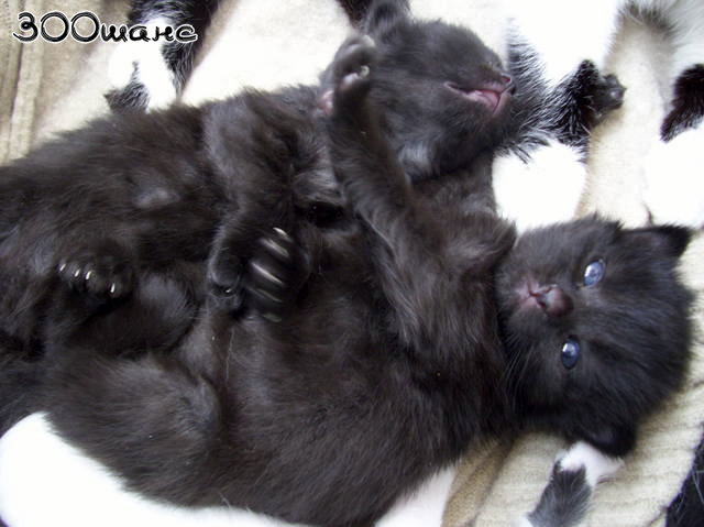 котята4