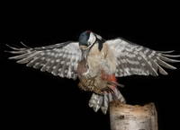 VFL.RU - ваш фотохостинг