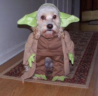 yoda dog
