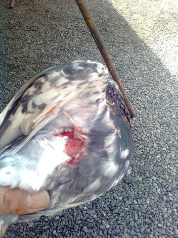 Атаки хищних птиц на стаю 501794_m