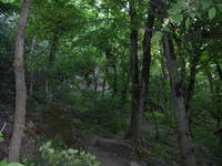 Труднопроходимые дебри вокруг пещеры