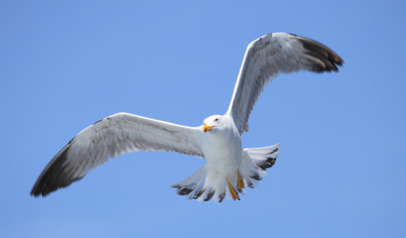 Птицы в фотографиях из путешествий