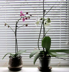 Уход за орхидеей зимой 543685_m