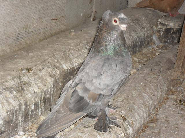 Масти узбекских голубей. Фото с названием 593696_m
